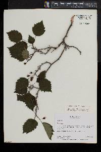 Crataegus pruinosa image