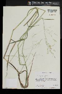 Glyceria canadensis image