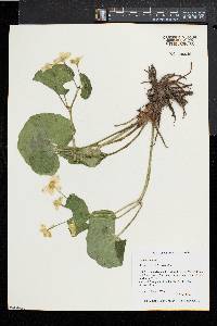 Caltha palustris image