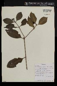 Coptosperma supra-axillare image