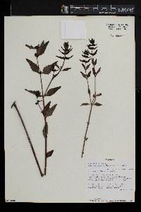 Alectra sessiliflora image