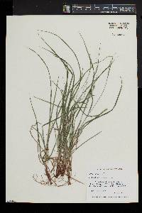 Carex swanii image