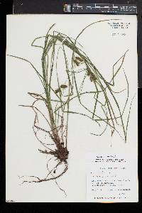 Carex baileyi image