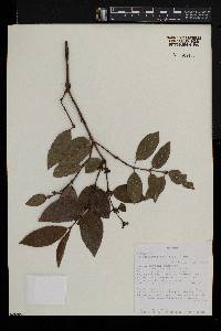 Polysphaeria parvifolia image