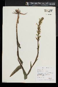 Platanthera lacera image