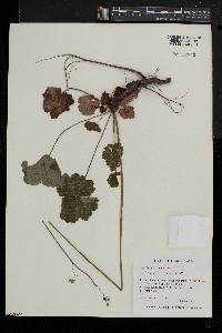 Heuchera americana image