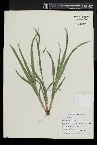 Carex laxiculmis image