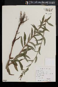 Epilobium parviflorum image