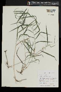 Muhlenbergia sylvatica image