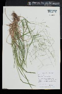 Poa alsodes image