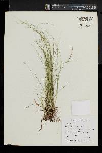 Carex trisperma image