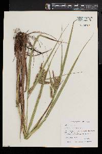 Carex comosa image