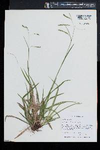 Carex arctata image