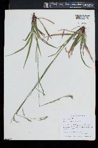 Carex arctata image