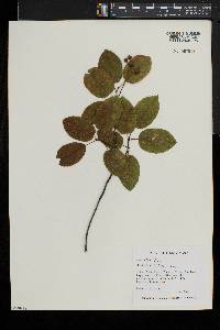 Amelanchier laevis image