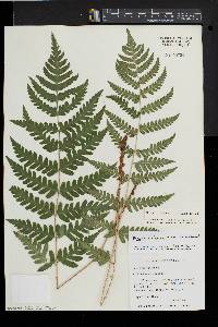 Dryopteris clintoniana image