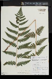 Dryopteris clintoniana image