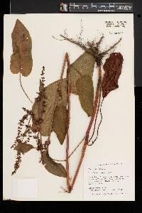 Rumex obtusifolius image