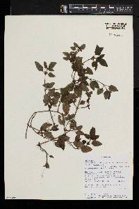 Parapentas silvatica image