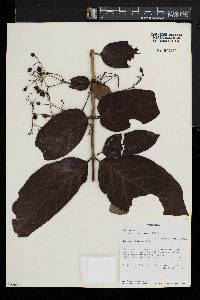 Kraussia speciosa image