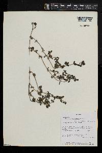 Edrastima goreensis image