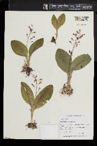 Liparis liliifolia image