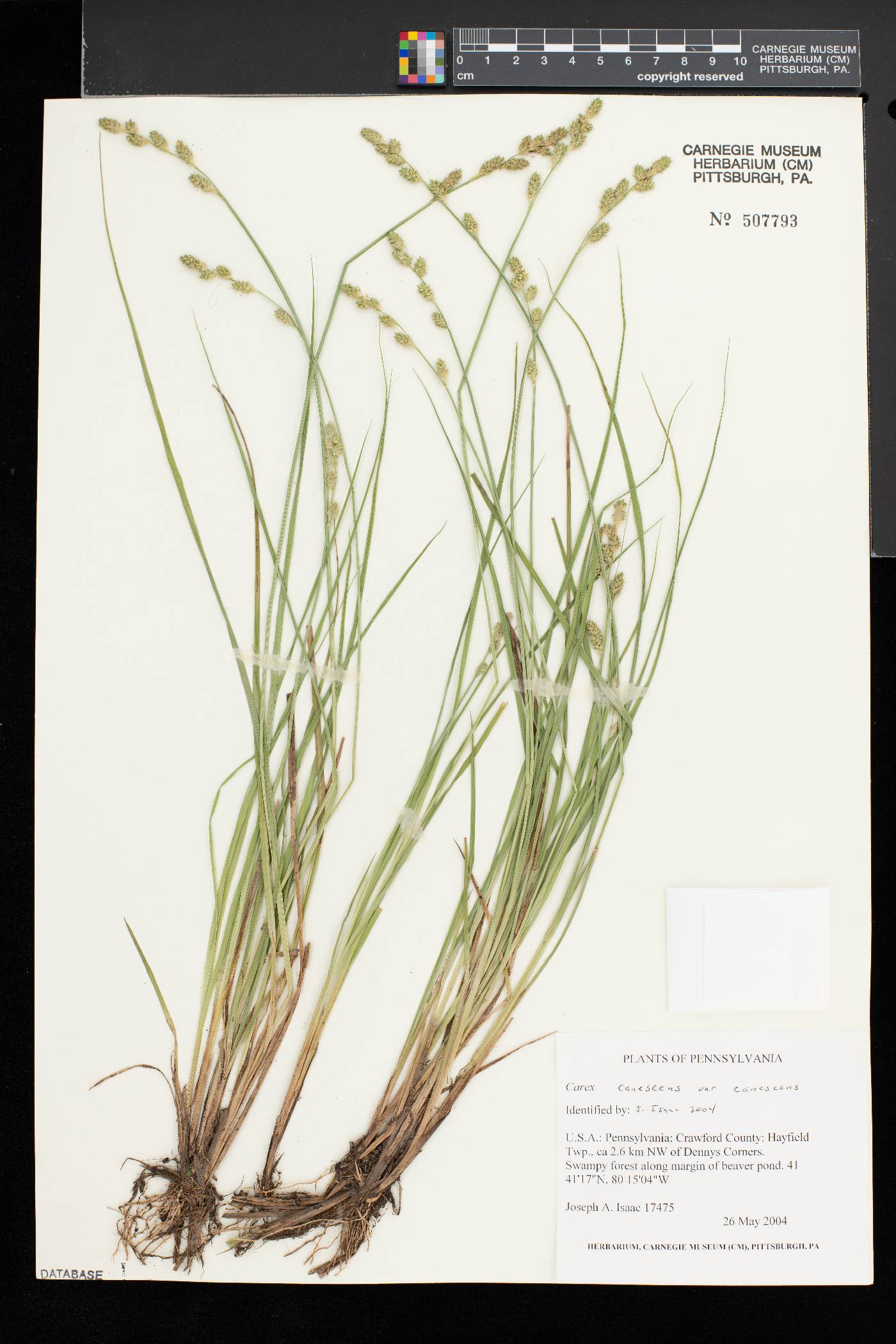 Carex canescens var. canescens image