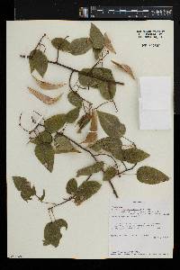 Baphia capparidifolia subsp. multiflora image