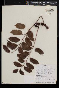 Sclerocarya birrea subsp. caffra image