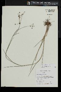 Juncus articulatus image