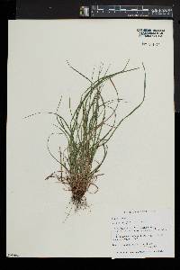 Carex swanii image