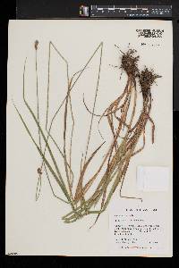 Carex cristatella image