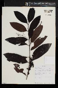 Kraussia kirkii image