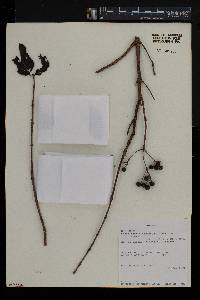 Crossopteryx febrifuga image