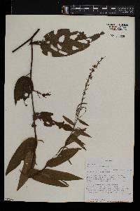 Desmodium gangeticum image