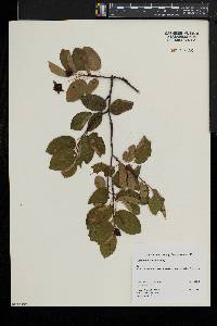 Amelanchier laevis image