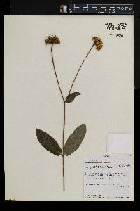 Hypericophyllum elatum image