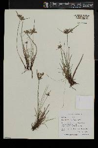 Cyperus bipartitus image