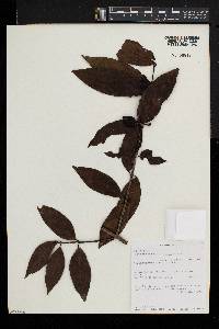 Polysphaeria macrantha image