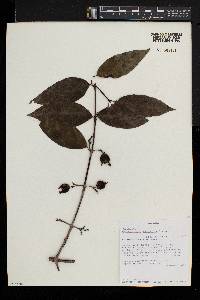 Polysphaeria macrantha image