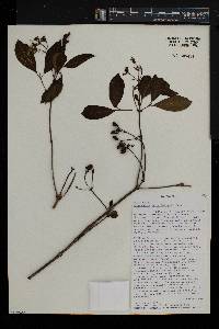 Chassalia parvifolia image