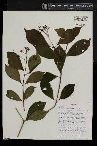 Chassalia parvifolia image