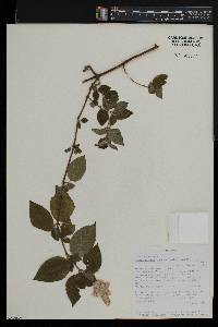 Achyranthes fasciculata image