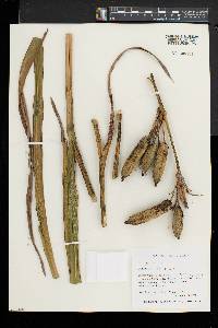 Equisetum scirpoides image