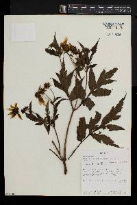 Bidens kilimandscharica image