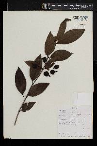 Polysphaeria macrantha image