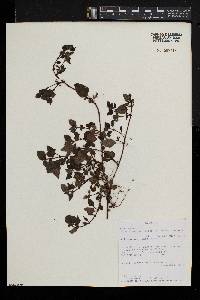 Parapentas silvatica image