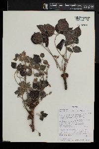 Commiphora mossambicensis image