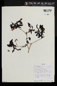 Pseuderanthemum hildebrandtii image