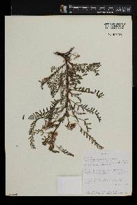 Astragalus atropilosulus image